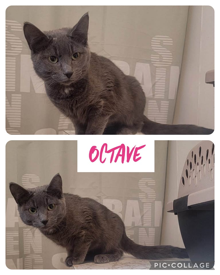 Octave