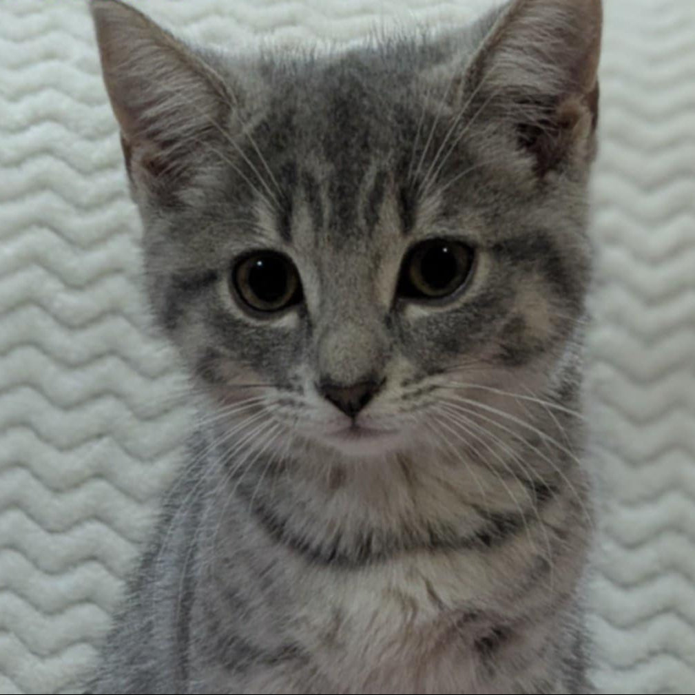 Adaline
