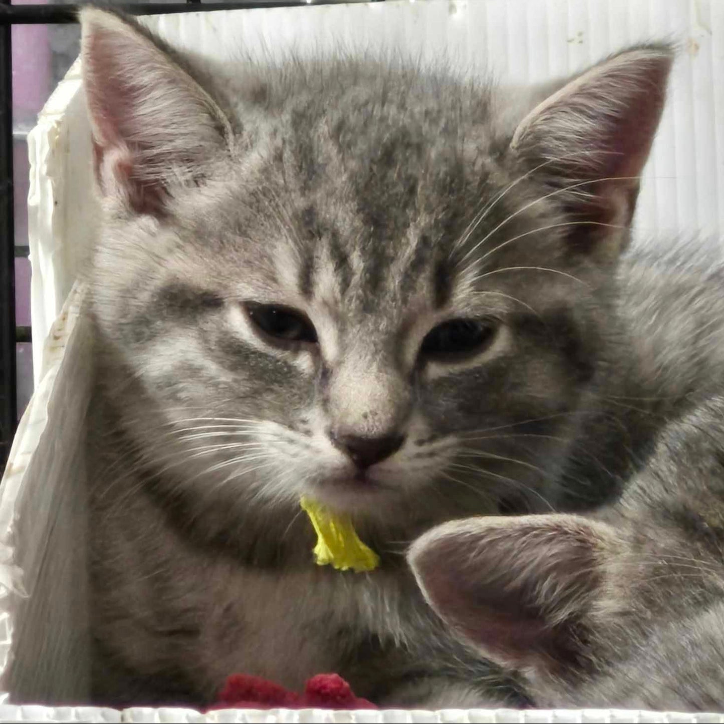 Adaline