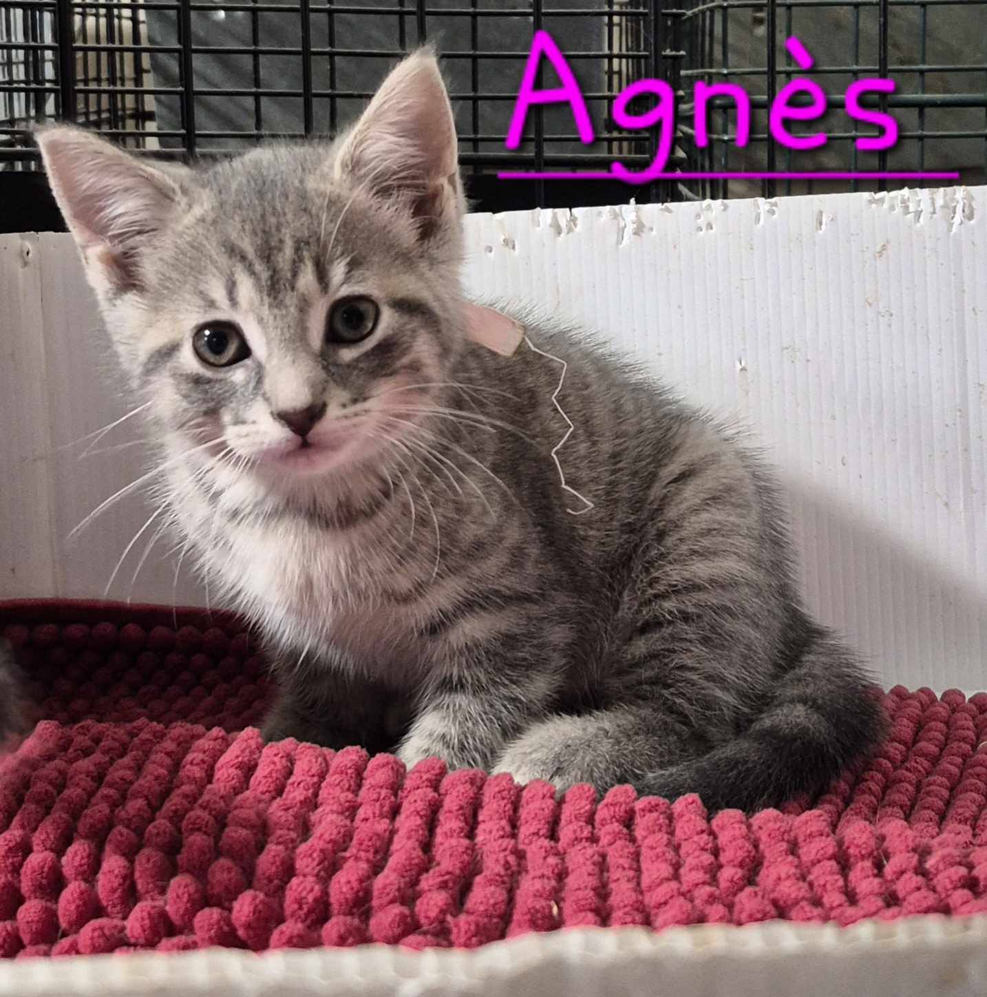 Agnès