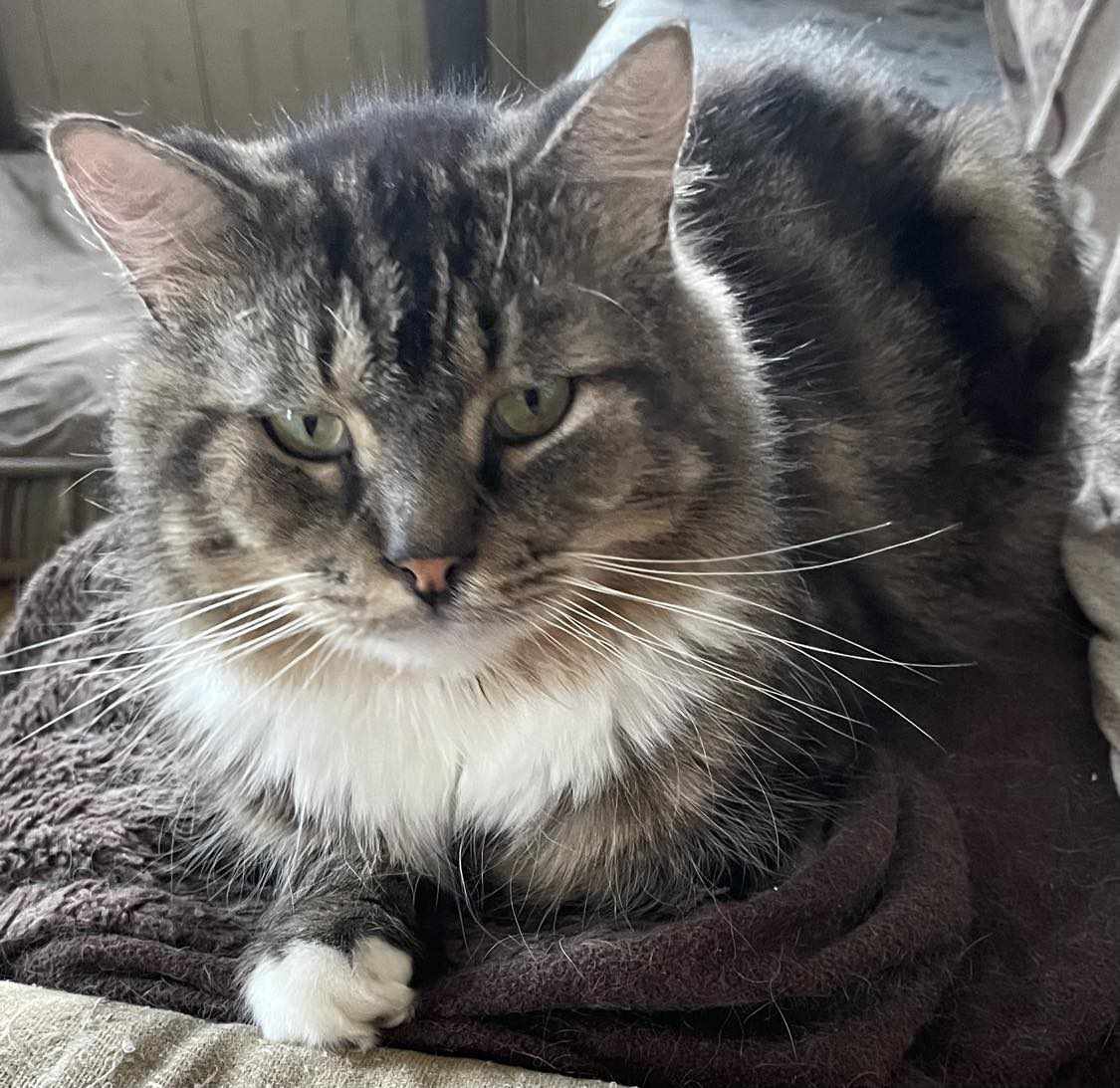 Marcos