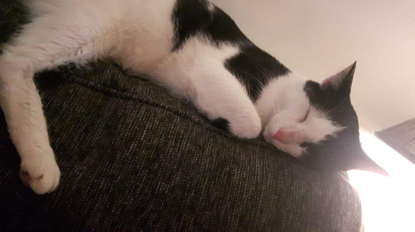 Rambo