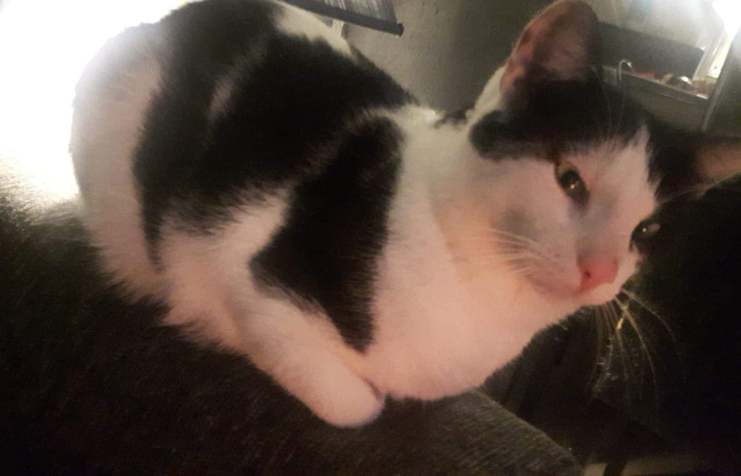 Rambo