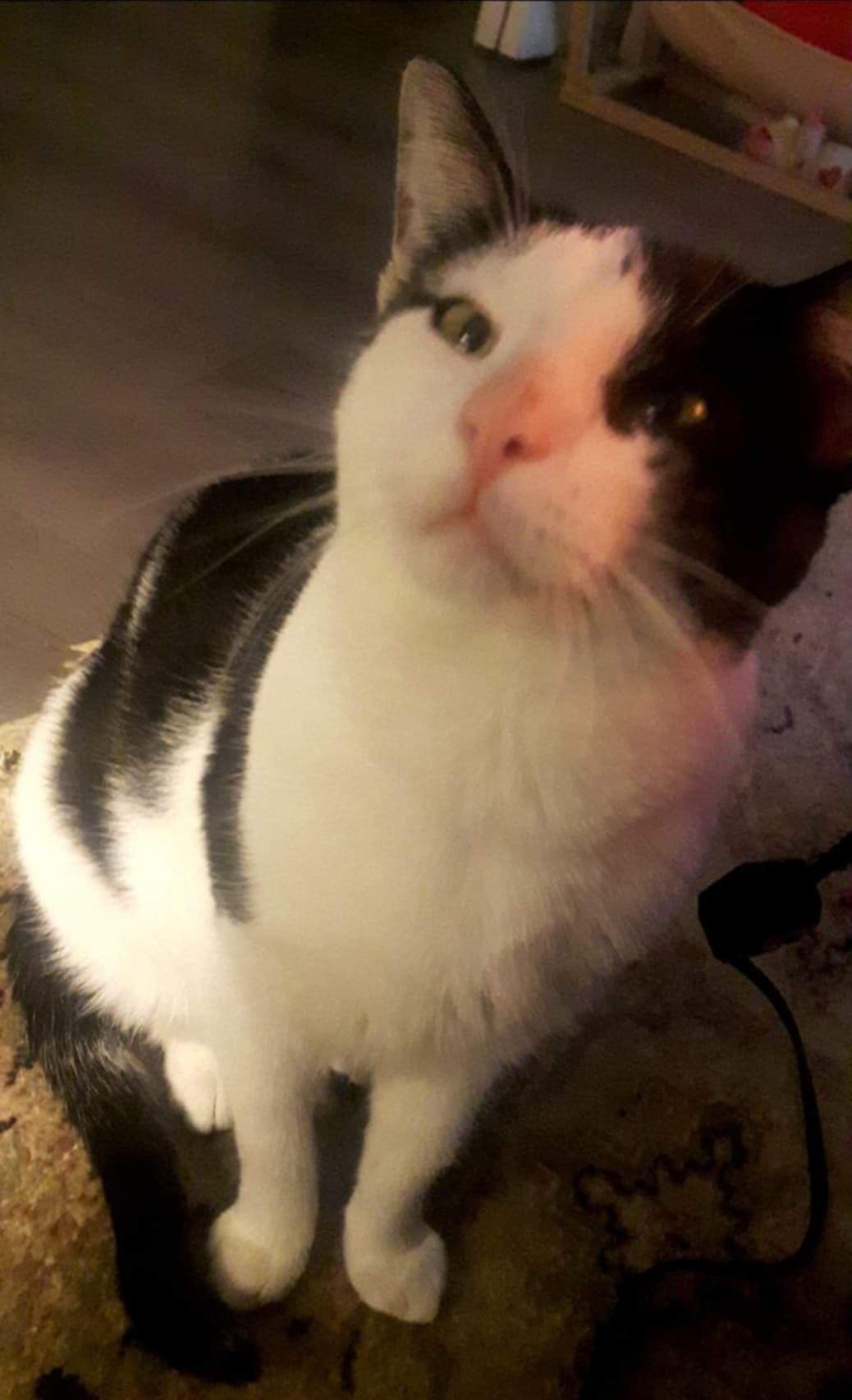 Rambo