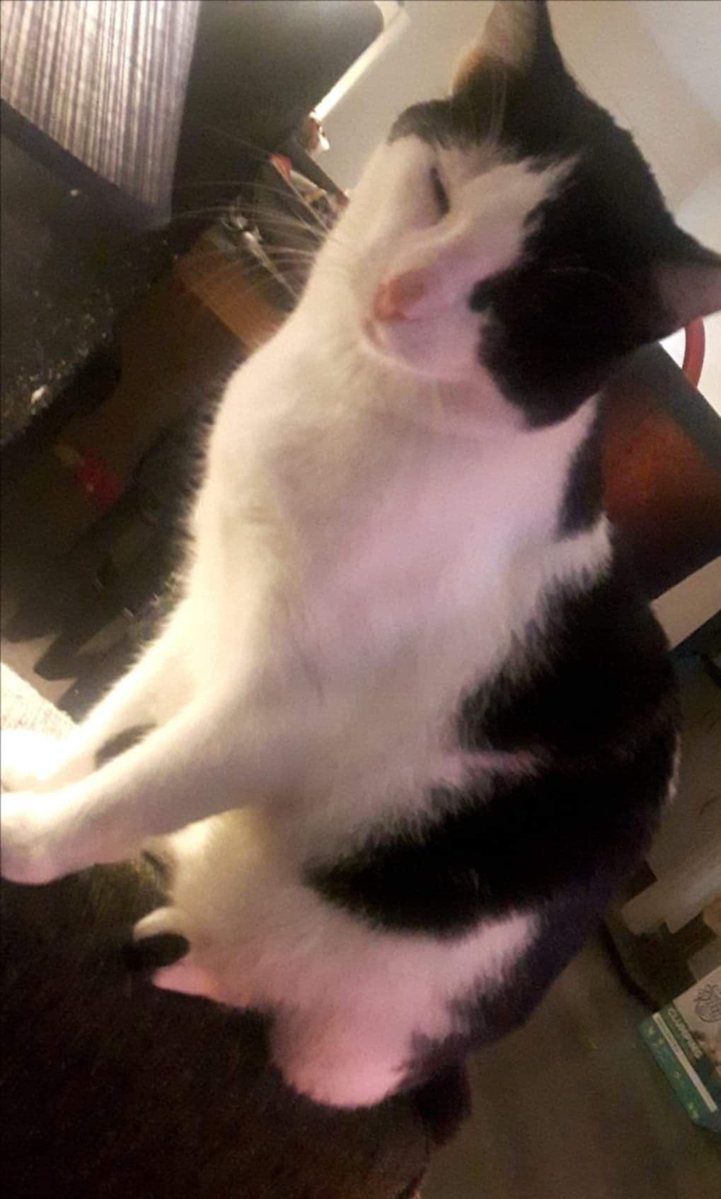 Rambo