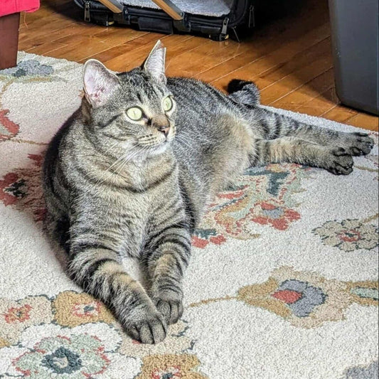 Bebitte - Refuge CRM