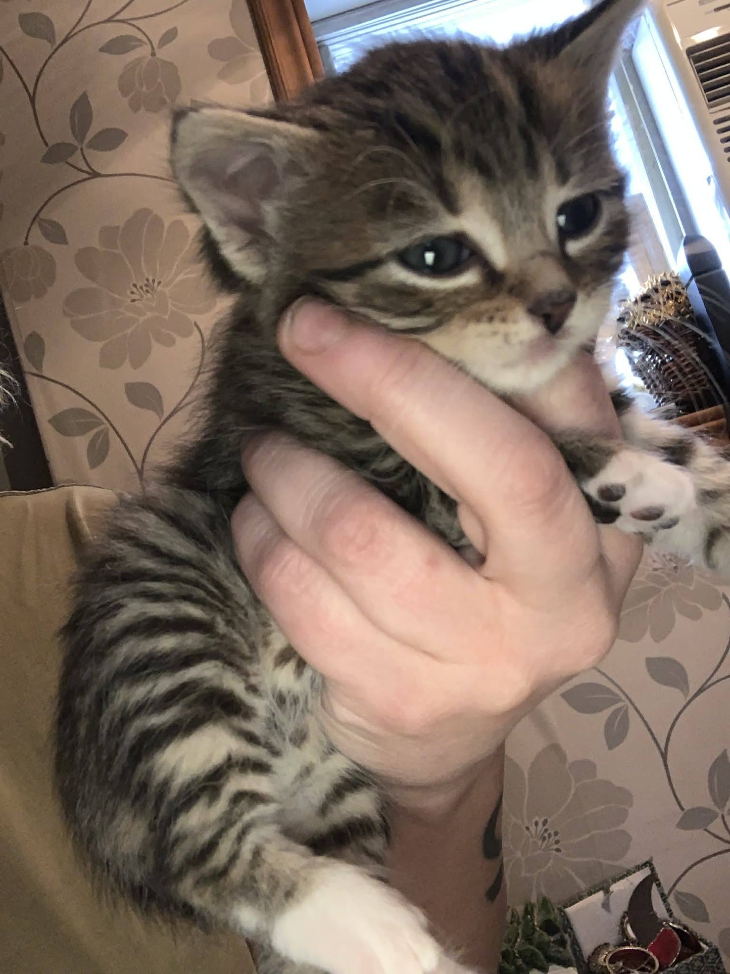 Chaton mâle à adopter - Refuge CRM
