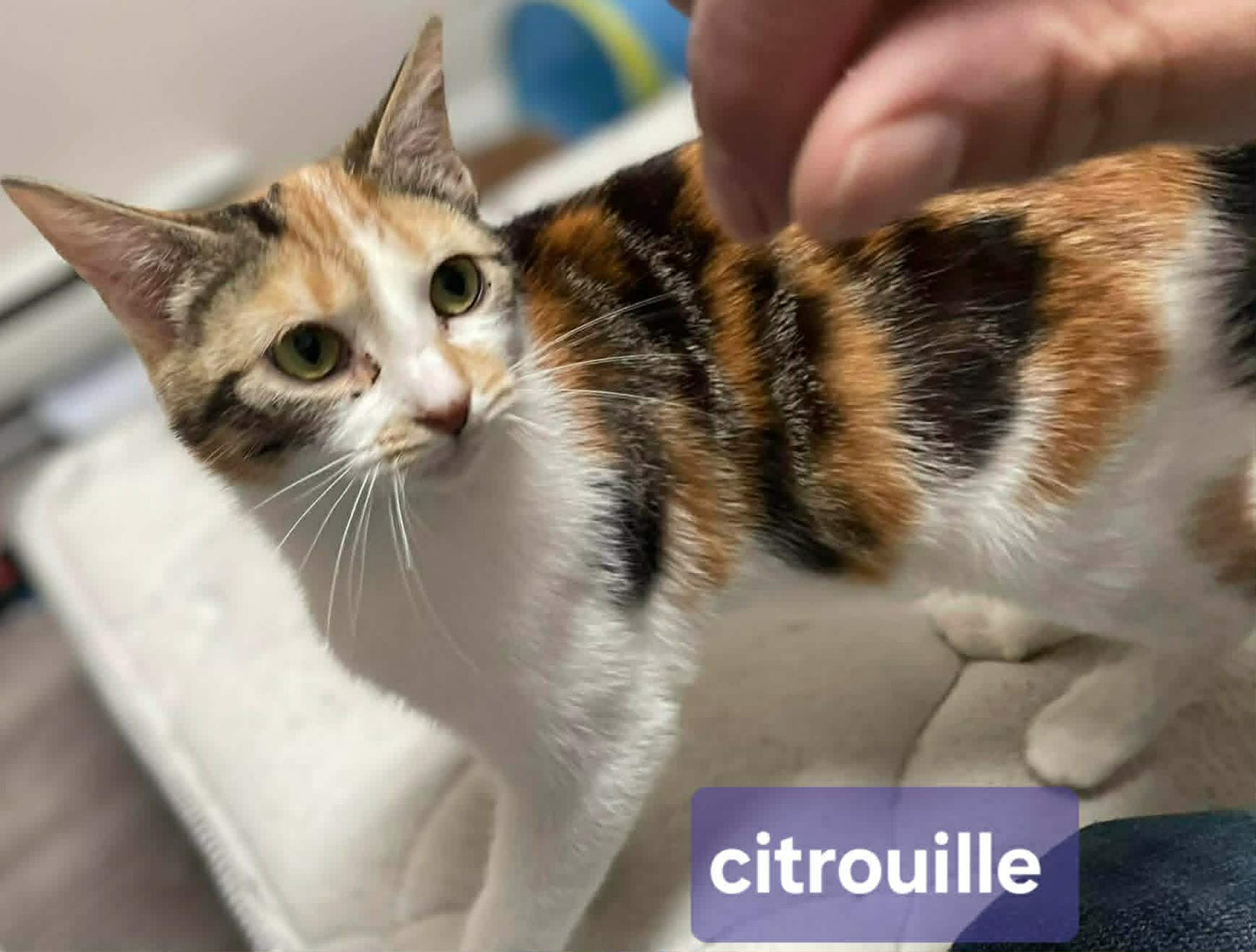 Citrouille - Refuge CRM