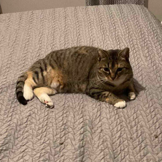 Clochette - Refuge CRM