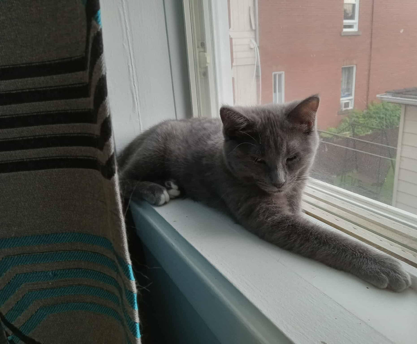 Gribouille - Refuge CRM