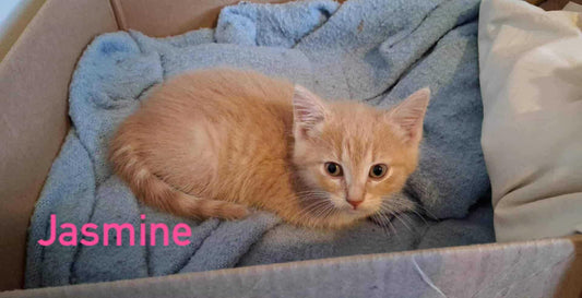 Jasmine - Refuge CRM