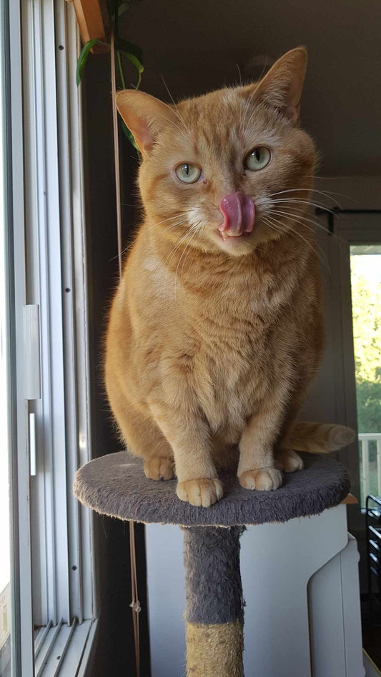 Justine - Refuge CRM