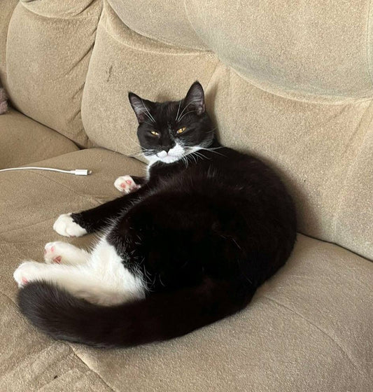 Katniss - Refuge CRM