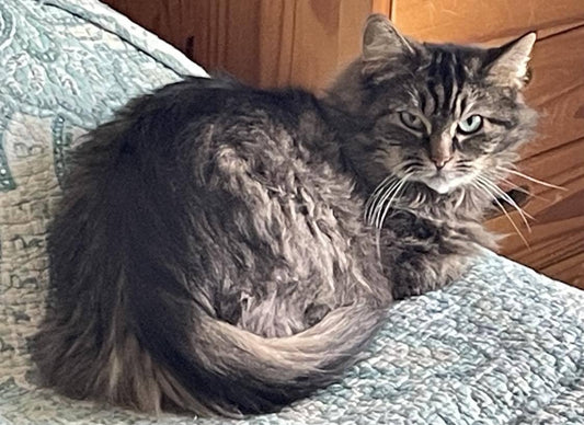 Maman Garou - Refuge CRM