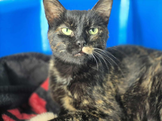 Maman Nyx - Refuge CRM