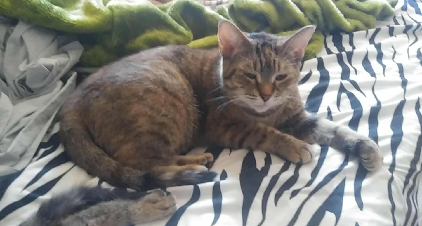 Minette - Refuge CRM