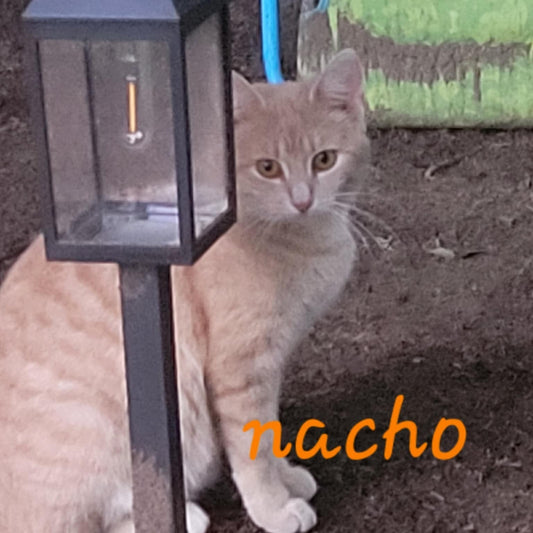 Nacho - Refuge CRM