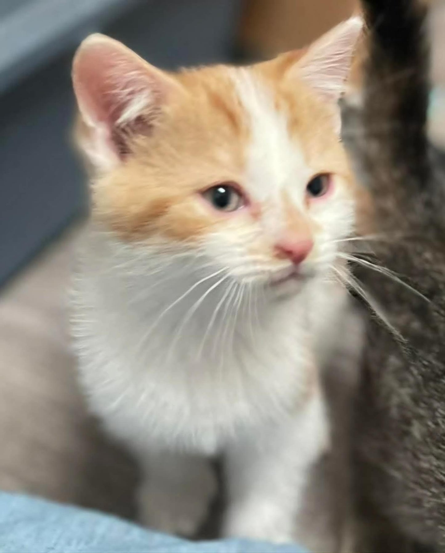 Nala - Refuge CRM