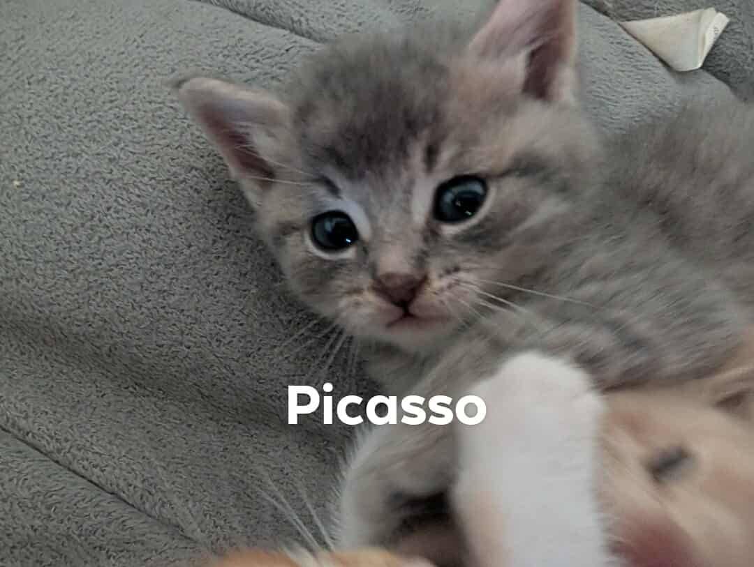 Picasso - Refuge CRM