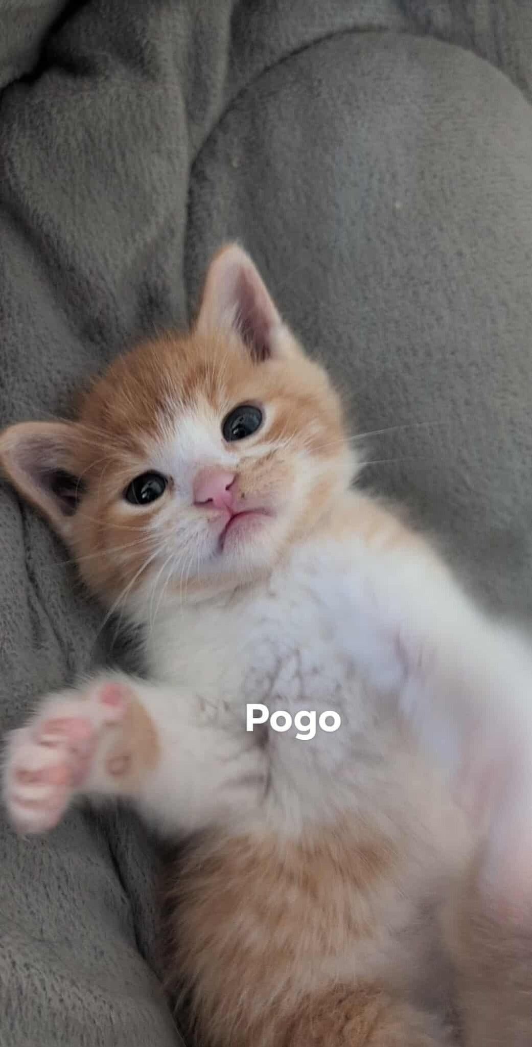 Pogo - Refuge CRM