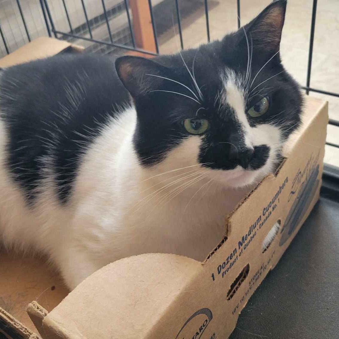 Tom Pouce 2 - Chat sourd - Refuge CRM