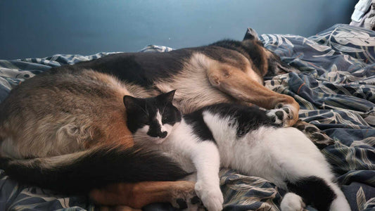 Tom Pouce 2 - Chat sourd - Refuge CRM