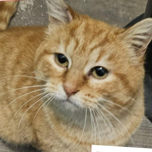 Zébulon - Refuge CRM