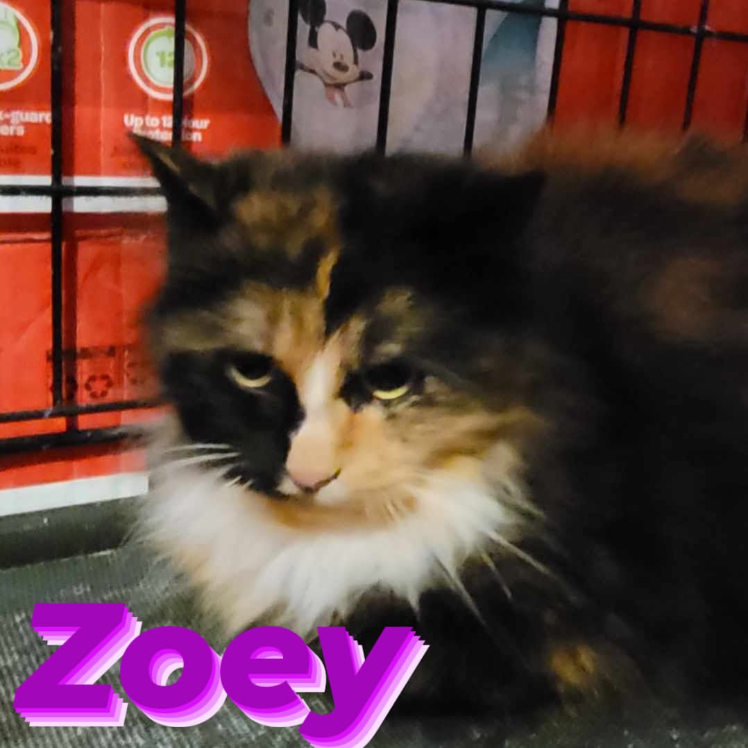 Zoey - Refuge CRM