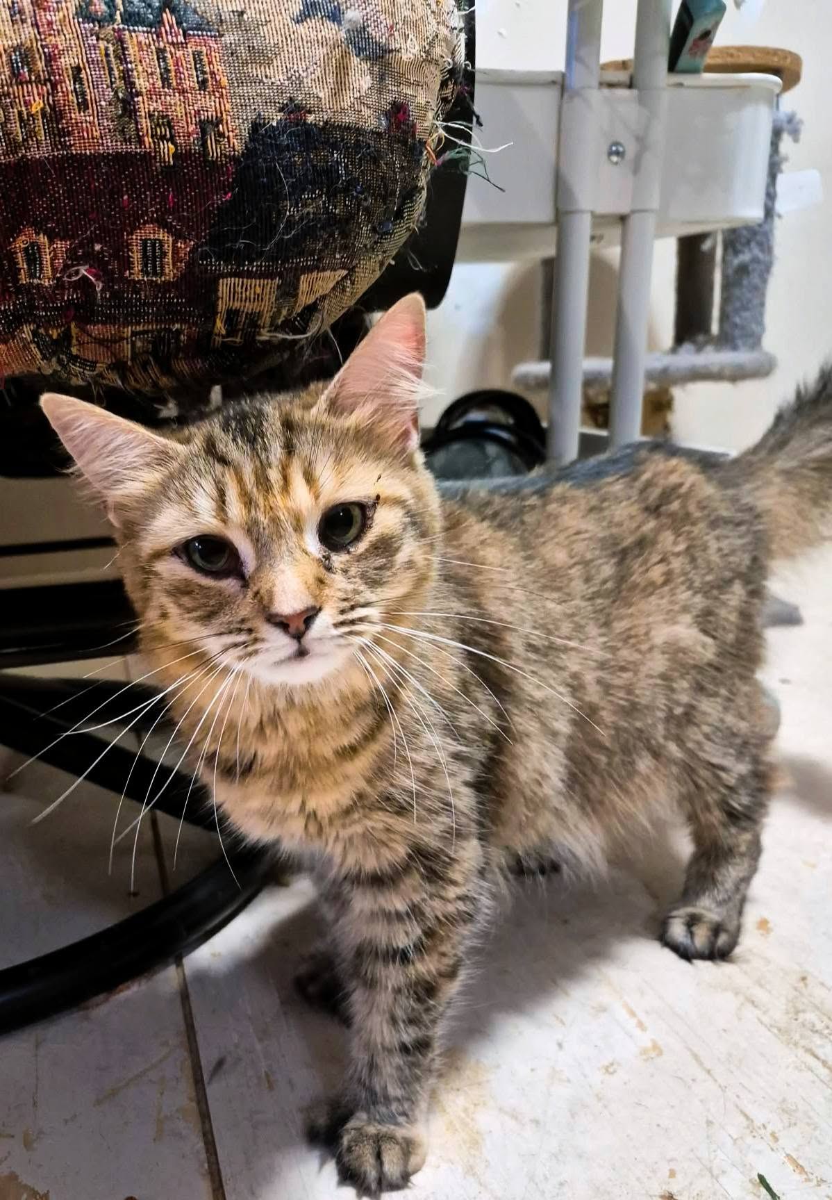 Mirabelle