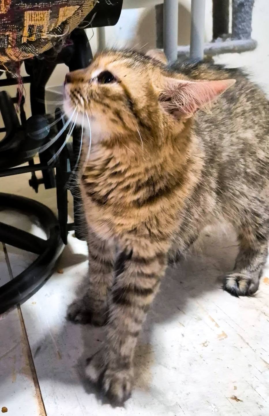 Mirabelle