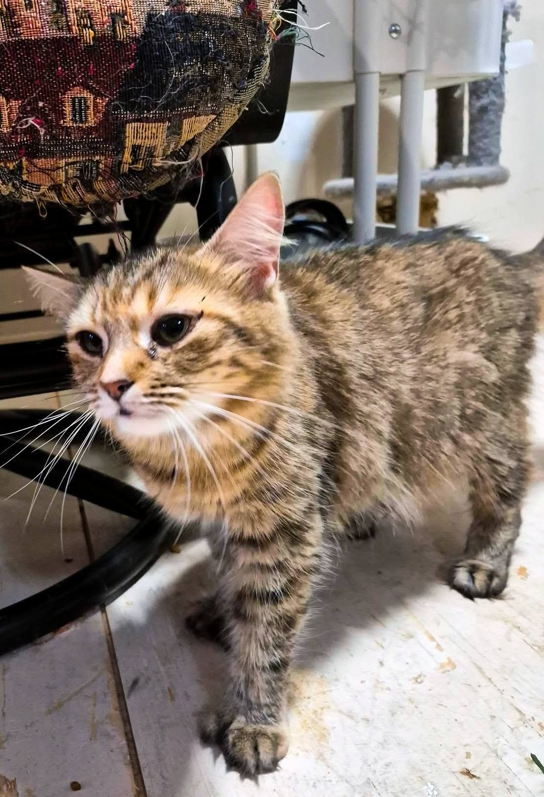 Mirabelle