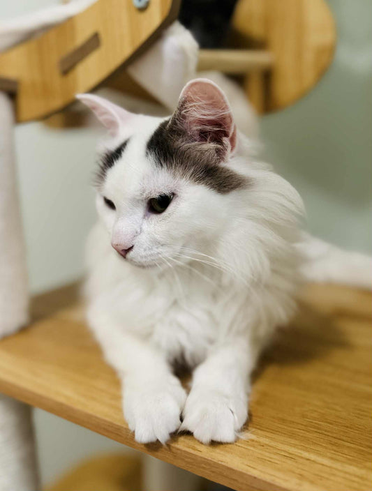 Anita