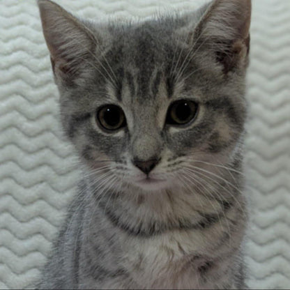 Adaline