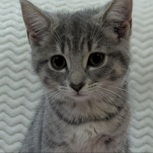Adaline