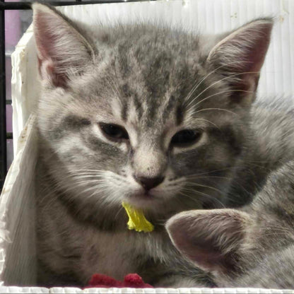 Adaline
