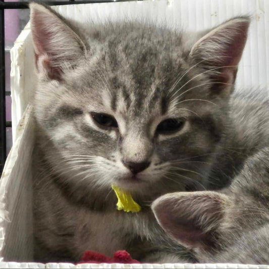 Adaline