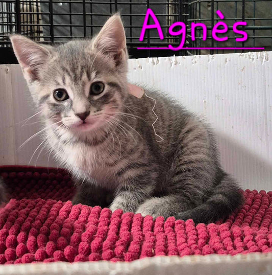 Agnès