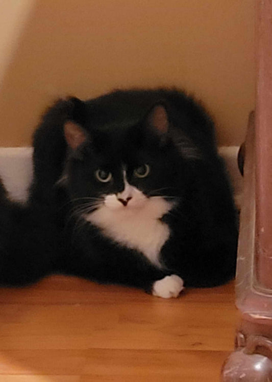 Mango