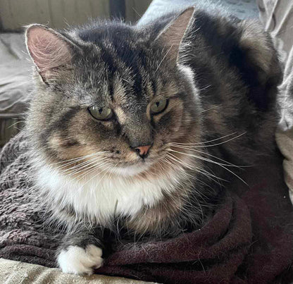 Marcos