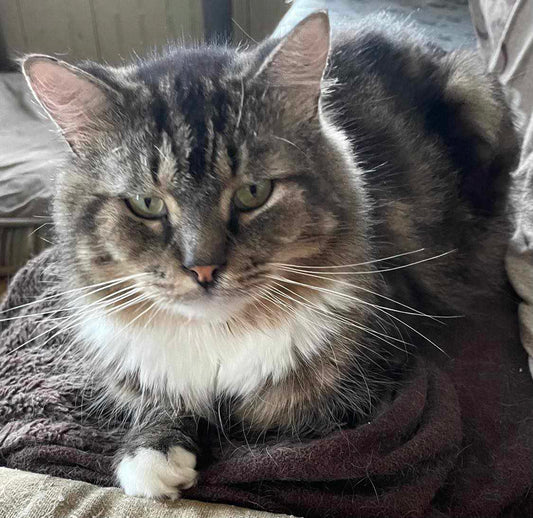 Marcos