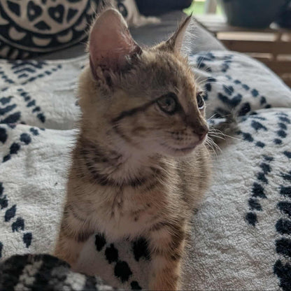 Melba