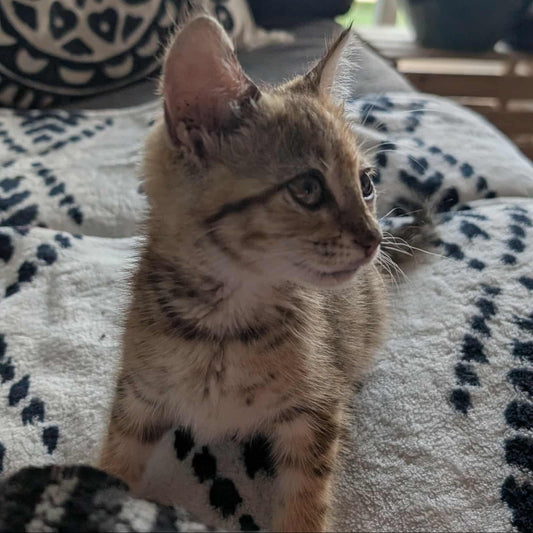 Melba