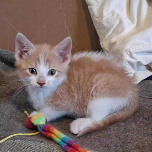Morty