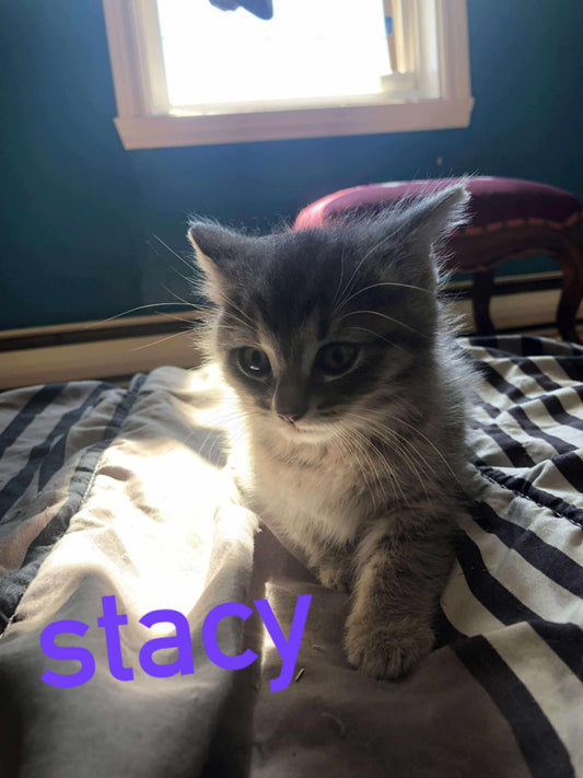 Stacy