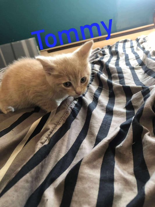 Tommy