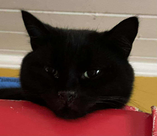 Zia