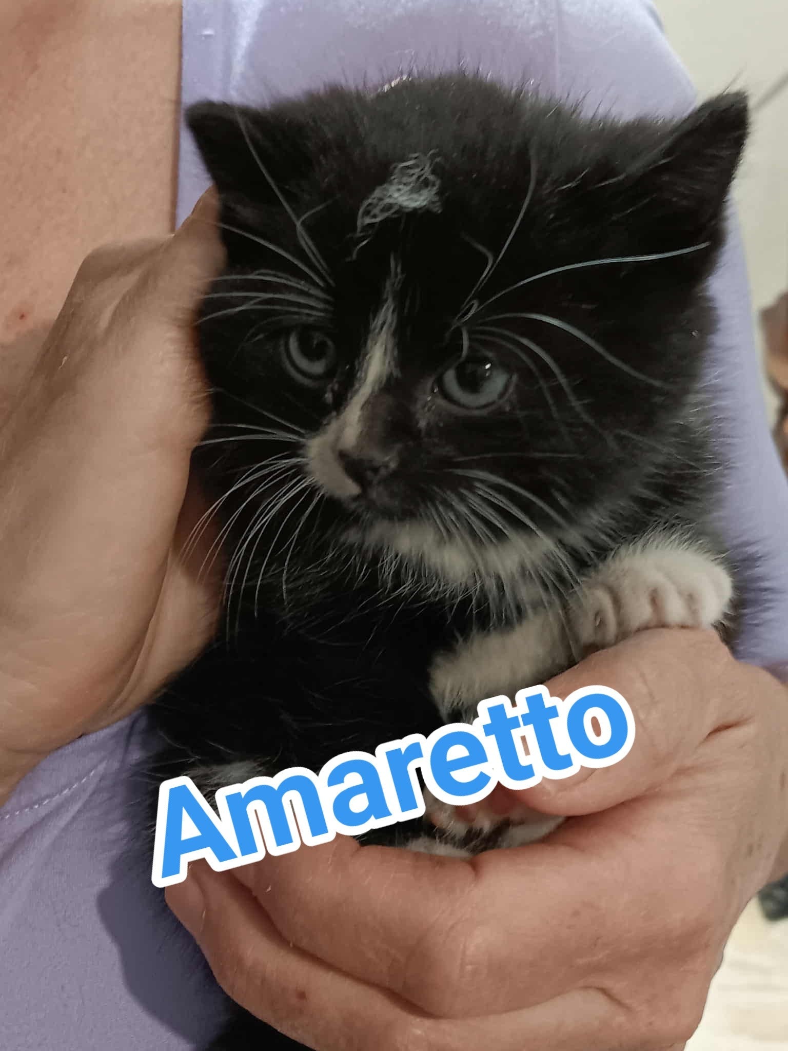 Amaretto - Refuge CRM