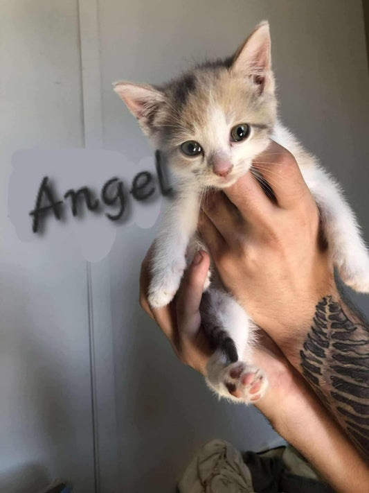 Angel