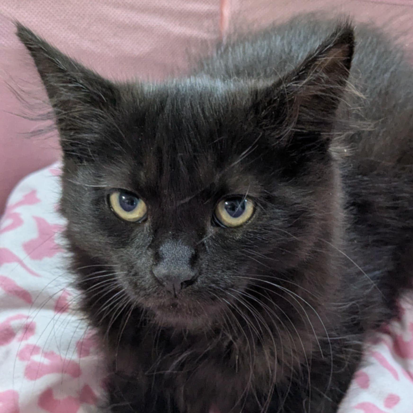 Athéna - Refuge CRM