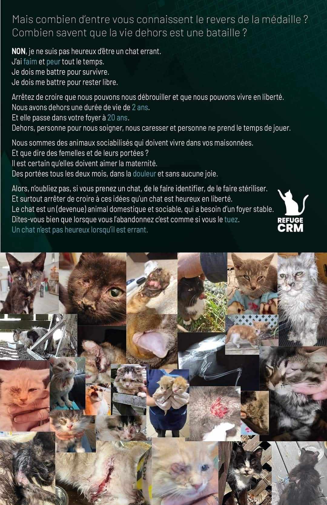 Calendrier 2025 – Chats rescapés de la Mauricie - Refuge CRM